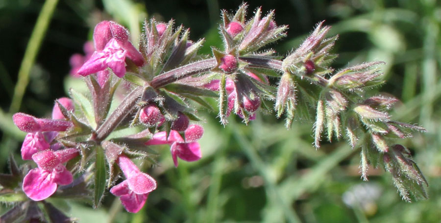 Stachys sylvatica